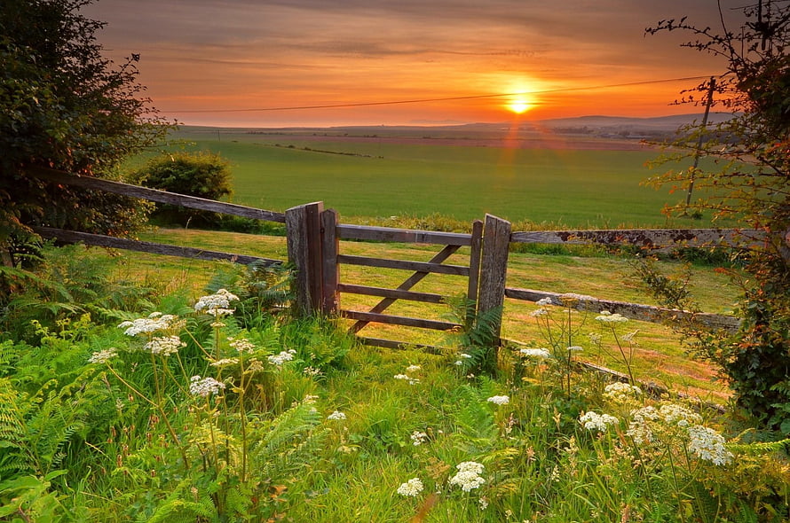 Rustic wooden gate in a lush green meadow with wildflowers at golden sunrise HD wallpaper