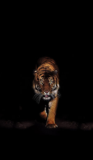Majestic Tiger Walking Forward in Dramatic Low-Light Setting HD phone wallpaper