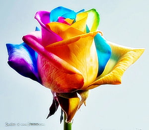 Vibrant Multicolored Rose with Rainbow Petals on a Soft White Background HD wallpaper