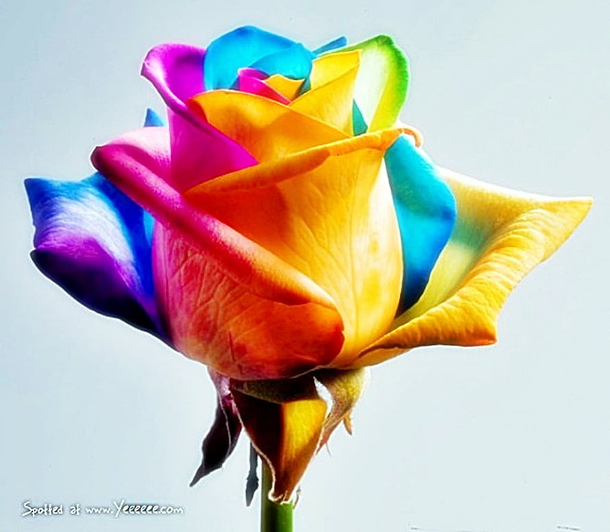 Vibrant Multicolored Rose with Rainbow Petals on a Soft White Background HD wallpaper