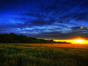 Golden Wheat Field at Dusk with Dramatic Blue Sky and Vibrant Sunset Horizon HD wallpaper