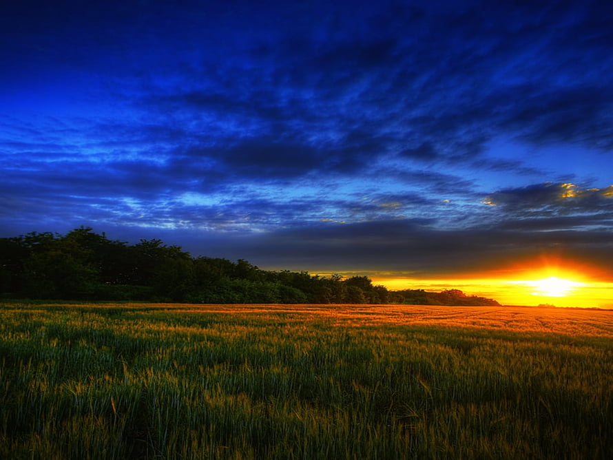 Golden Wheat Field at Dusk with Dramatic Blue Sky and Vibrant Sunset Horizon HD wallpaper