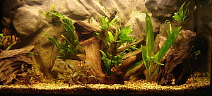 Natural Freshwater Aquarium with Driftwood, Live Plants, and Small Fish HD wallpaper