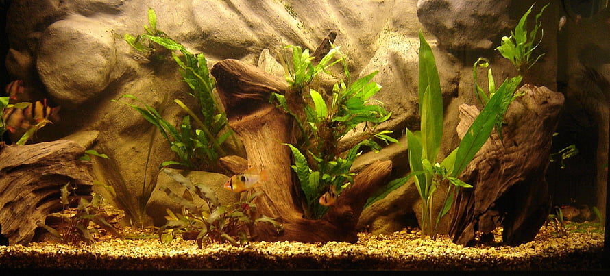 Natural Freshwater Aquarium with Driftwood, Live Plants, and Small Fish HD wallpaper