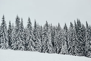 Snow-covered pine forest landscape with a thick white snow layer under an overcast winter sky HD wallpaper