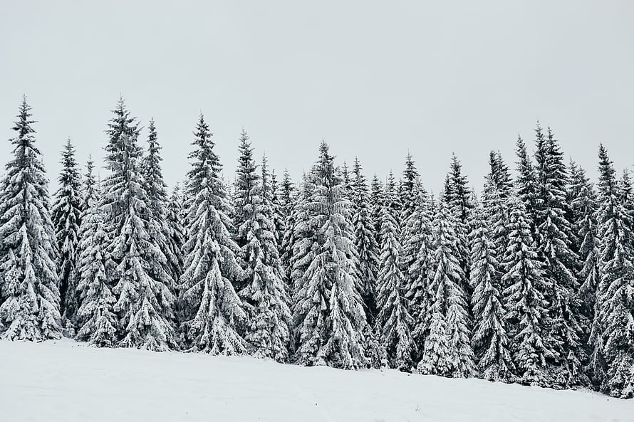 Snow-covered pine forest landscape with a thick white snow layer under an overcast winter sky HD wallpaper