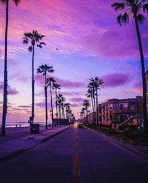 Palm Tree Lined Coastal Road at Dusk with Vibrant Purple Sky HD phone wallpaper