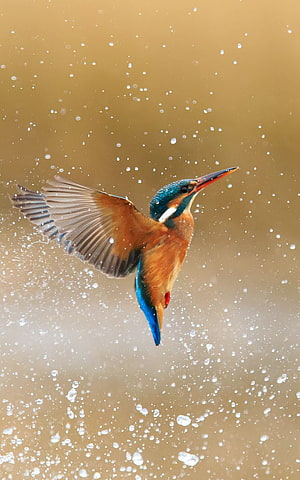 Common Kingfisher in Flight with Water Droplets Against a Golden Background HD phone wallpaper