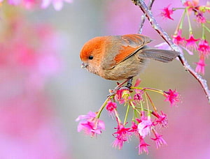 Chestnut-headed bird perched on a branch of vibrant pink cherry blossoms in spring HD wallpaper