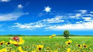 Ladybug on Yellow Flower in Green Meadow Under Bright Blue Sky HD wallpaper