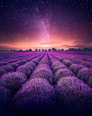 Vast Lavender Field Under a Vibrant Starry Night Sky with Milky Way HD phone wallpaper