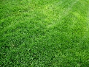 Vibrant Green Grass Texture Close-Up for Natural Backgrounds HD wallpaper