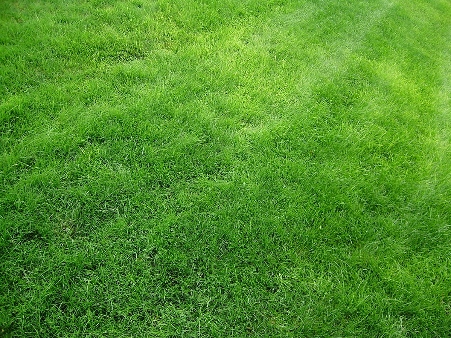 Vibrant Green Grass Texture Close-Up for Natural Backgrounds HD wallpaper