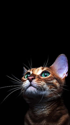 Close-up portrait of a ginger tabby cat with striking green eyes against a black background HD phone wallpaper