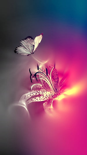 Butterfly Hovering Above Spotted Lily Flower in Vibrant Pink and Blue Gradient HD phone wallpaper