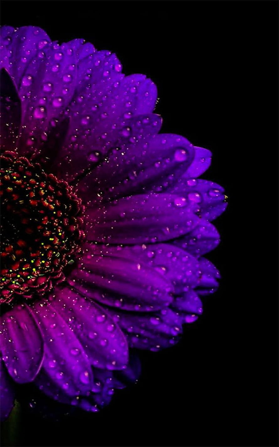 Vibrant Purple Gerbera Daisy with Dew Drops on Black Background HD phone wallpaper