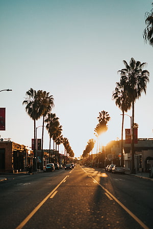 Sunset Boulevard in Los Angeles with Palm Trees and Golden Hour Light HD phone wallpaper