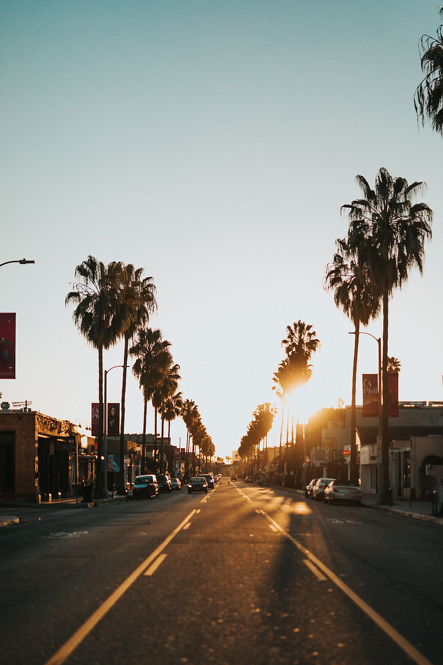 Sunset Boulevard in Los Angeles with Palm Trees and Golden Hour Light HD phone wallpaper