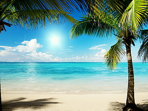Tropical Caribbean Beach Scene With Palm Trees And Turquoise Water HD wallpaper