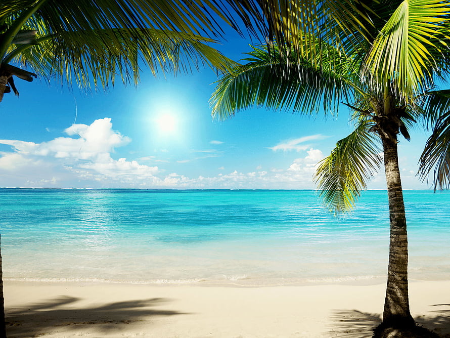 Tropical Caribbean Beach Scene With Palm Trees And Turquoise Water HD wallpaper