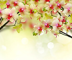 Delicate White and Pink Orchid Blossoms on a Soft Spring Background HD wallpaper