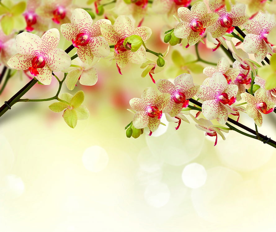 Delicate White and Pink Orchid Blossoms on a Soft Spring Background HD wallpaper