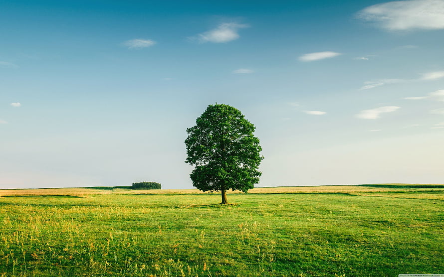 Lone Tree Standing in a Vast Green Meadow Under a Clear Blue Sky HD wallpaper
