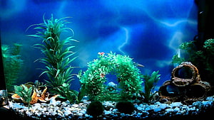 Vibrant Freshwater Aquarium with Lush Green Plants and Decorative Shells HD wallpaper