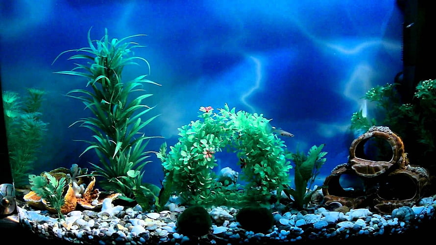 Vibrant Freshwater Aquarium with Lush Green Plants and Decorative Shells HD wallpaper