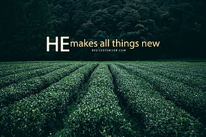 Inspirational Bible Verse Over Lush Green Tea Plantation Rows HD wallpaper