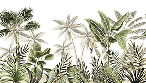 Tropical Jungle Botanical Illustration With Palm Trees And Banana Leaves HD wallpaper