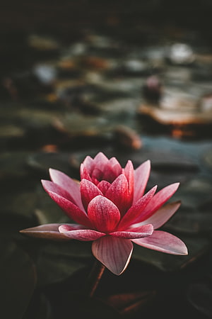 Vibrant Pink Lotus Flower Blooming on Dark Water Surface HD phone wallpaper
