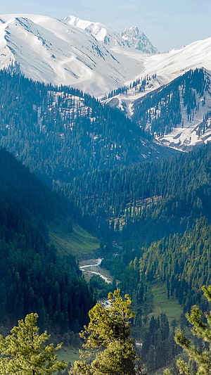 Snow-Capped Peaks and Dense Pine Forests in Jammu and Kashmir Valley HD phone wallpaper