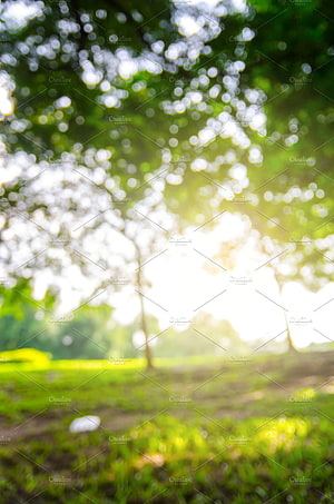 Soft Focus Forest Canopy with Sunlight Filtering Through Green Leaves HD phone wallpaper