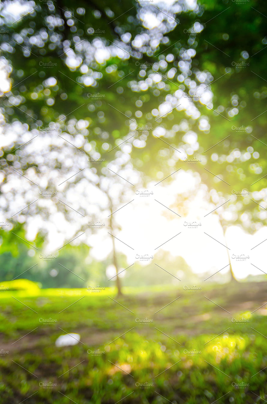 Soft Focus Forest Canopy with Sunlight Filtering Through Green Leaves HD phone wallpaper