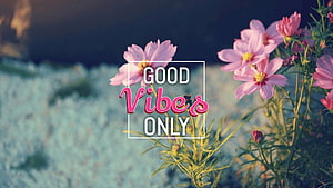 Pink Cosmos Flowers in a Field with Good Vibes Only Text Overlay HD wallpaper