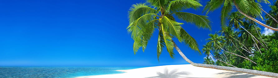 Seychelles Tropical Beach With Leaning Palm Trees And Turquoise Ocean Water HD wallpaper
