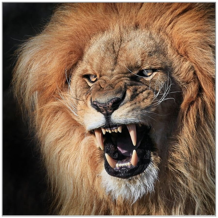 Close-up portrait of a roaring male lion with a full golden mane and bared fangs HD phone wallpaper