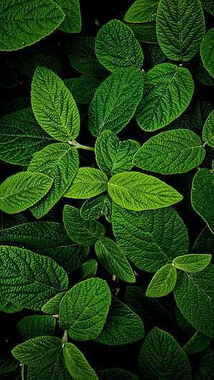 Vibrant Green Leaf Texture Close-Up with Intricate Vein Patterns and Dark Background HD phone wallpaper