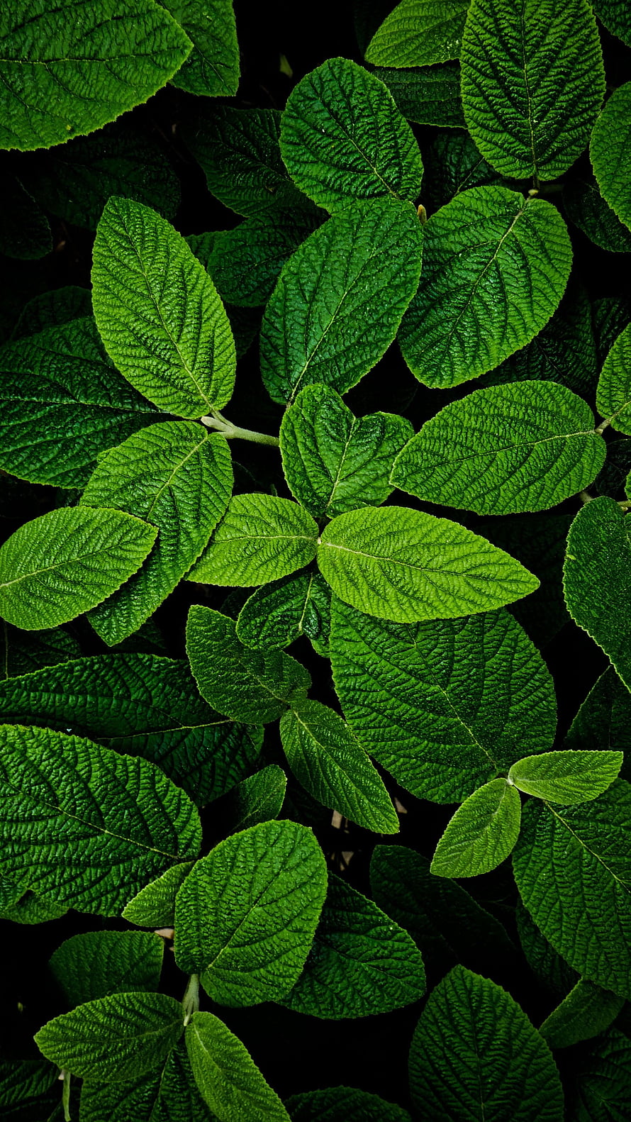 Vibrant Green Leaf Texture Close-Up with Intricate Vein Patterns and Dark Background HD phone wallpaper