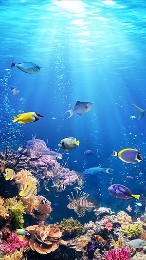 Vibrant tropical fish swimming over a colorful coral reef in clear blue ocean water HD phone wallpaper