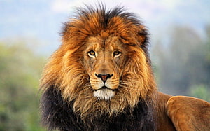 Majestic Male Lion Portrait With Full Mane In Natural Savanna Setting HD wallpaper