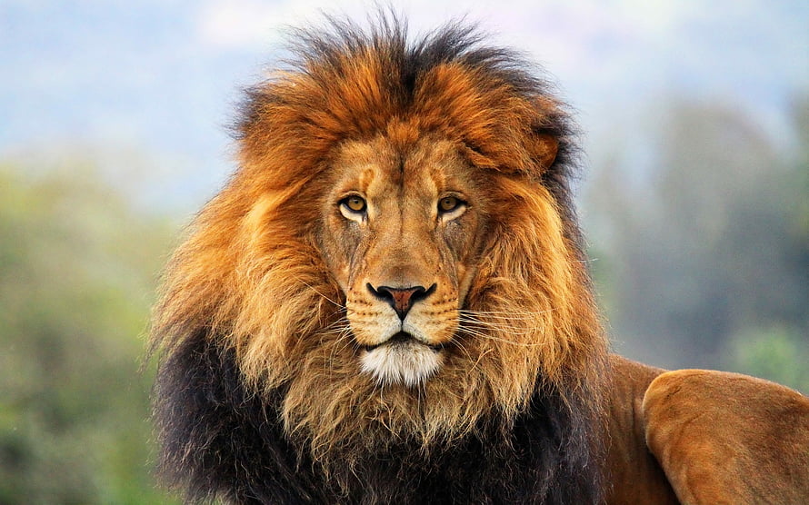 Majestic Male Lion Portrait With Full Mane In Natural Savanna Setting HD wallpaper