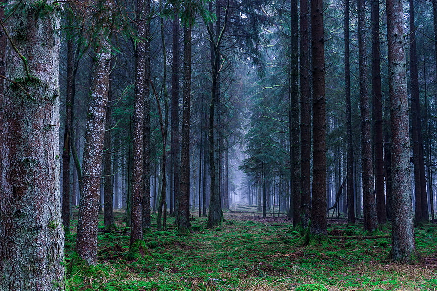 Misty Evergreen Forest Path with Tall Pine Trees and Mossy Ground HD wallpaper