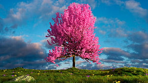 Vibrant Pink Blossom Tree on a Green Meadow with a Swing Under a Dramatic Sky HD wallpaper