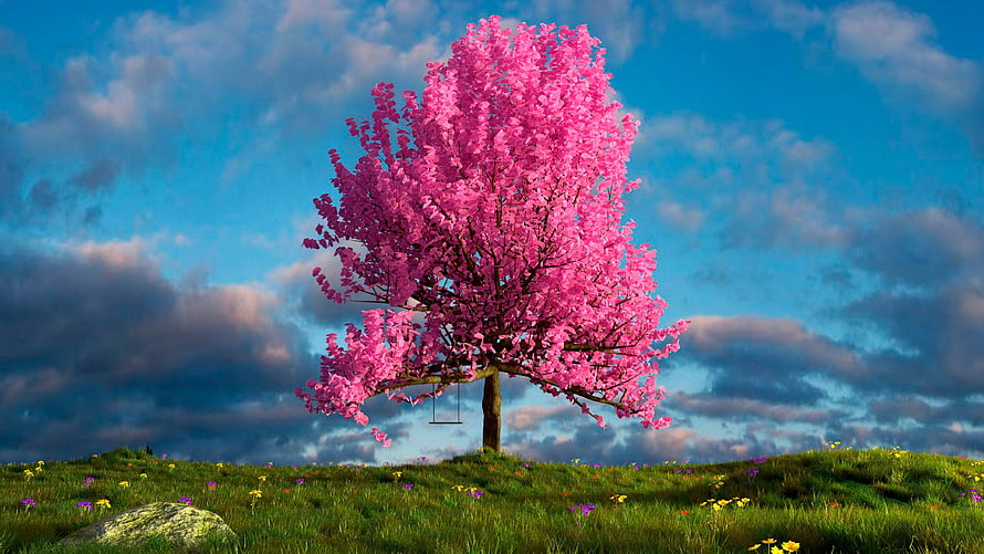Vibrant Pink Blossom Tree on a Green Meadow with a Swing Under a Dramatic Sky HD wallpaper