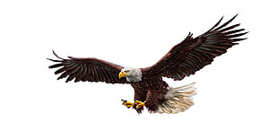 Majestic Bald Eagle Soaring With Wings Fully Extended Against a Clean White Background HD wallpaper