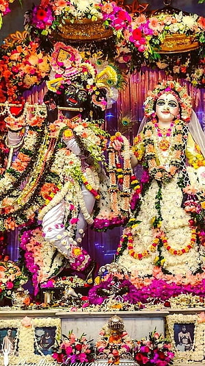 Radha Krishna Temple Deities Adorned in Vibrant Floral Garlands and Jewels HD phone wallpaper