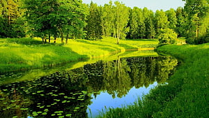 Serene Forest Stream with Lush Green Reflections and Lily Pads HD wallpaper