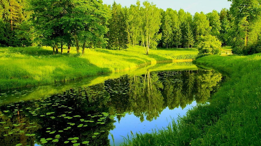 Serene Forest Stream with Lush Green Reflections and Lily Pads HD wallpaper